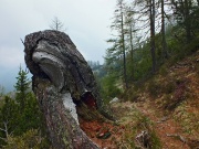 74 Sul sentiero dal Monte Brate al raccordo col 206... 